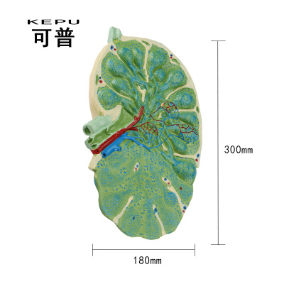 ayx官网