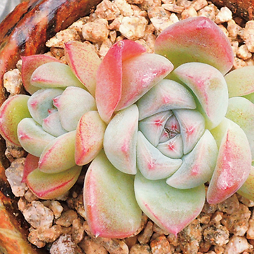 爱游戏（ayx）中国官方网站