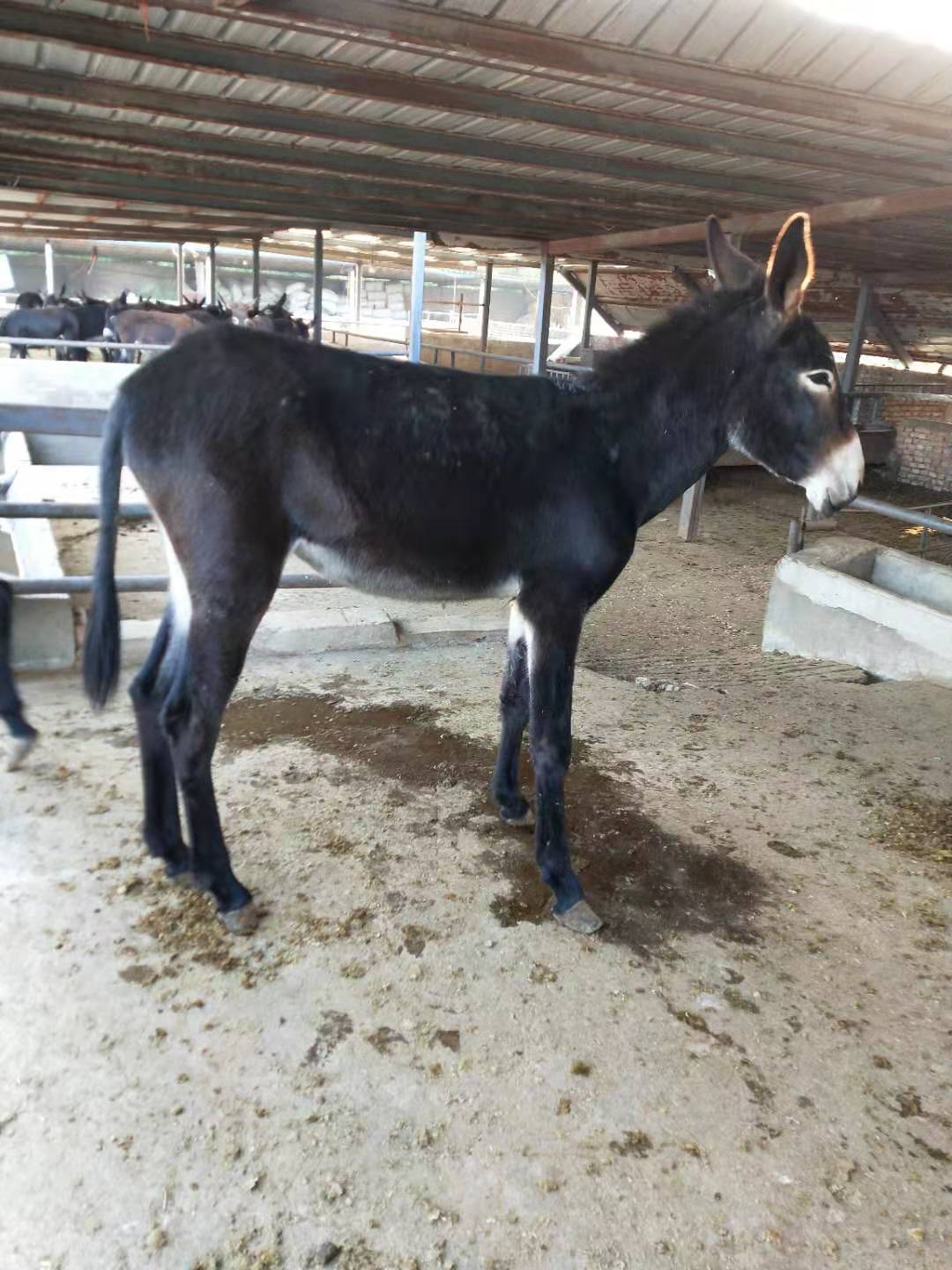 【ayx官网】CBA猛料:张庆鹏互动有深意,首钢少年老成,大鸟体测羡煞旁人(图2) ayx官网