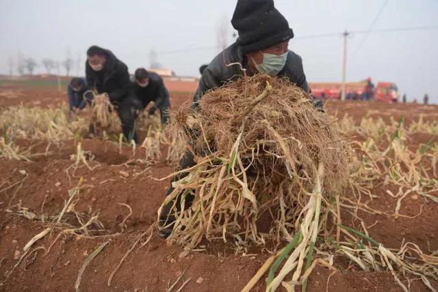 我县开展反邪教进乡村宣传活动‘ayx官网’(图1) 爱游戏(ayx)中国官方网站