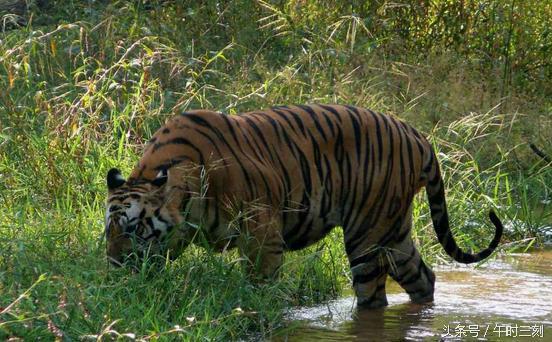 ayx官方网站|国安官宣两归化球员+绿城门将加盟 开中国足球归化先河(图2) ayx官网