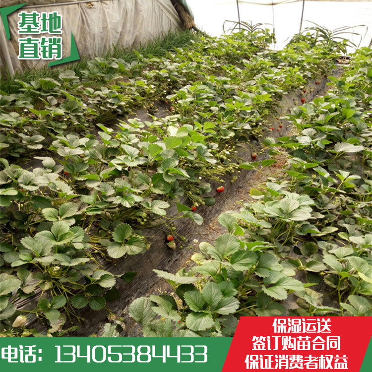 为什么险些所有的运发动都有伤病?“爱游戏(ayx)中国官方网站”(图1) ayx官方网站