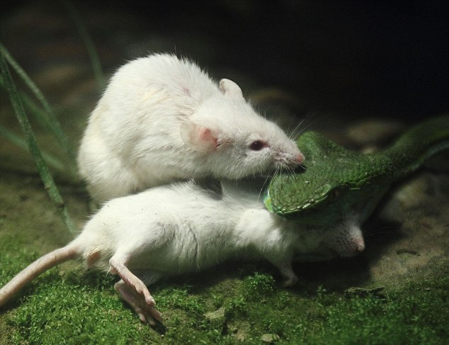 2020年烫发必收:日系烫发气势派头提案:ayx官方网站(图3) 爱游戏(ayx)中国官方网站