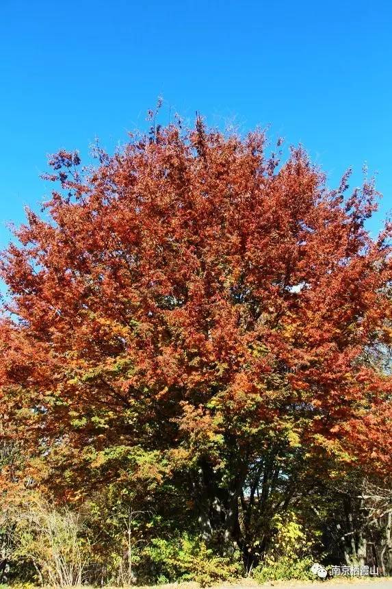 【爱游戏(ayx)中国官方网站】贺州市农业农村局督导组到钟山检查指导疫情防控工作(图1) 爱游戏(ayx)中国官方网站